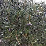 Sara&kike Brodarica (Sibenik-Knin)