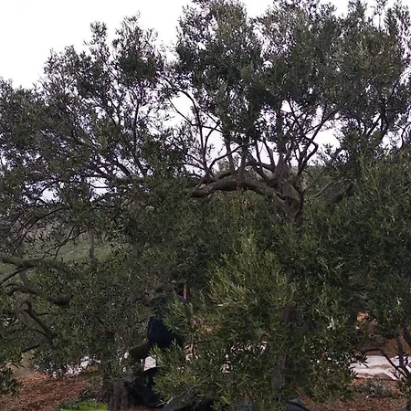 U Prizemlju Brodarica (Sibenik-Knin)