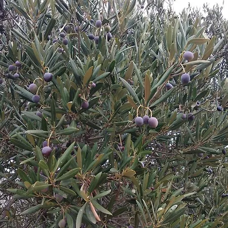 U Prizemlju Brodarica (Sibenik-Knin)